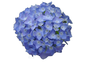 Hortensia